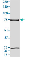 2 &mu;g/lane SDS-PAGE Stained with Coomassie Blue
